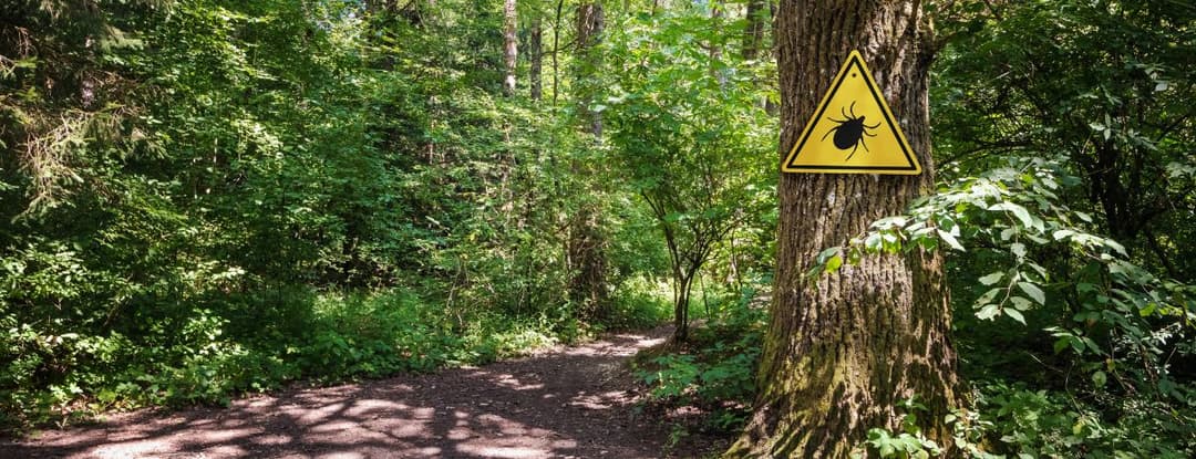 forest with tick sign